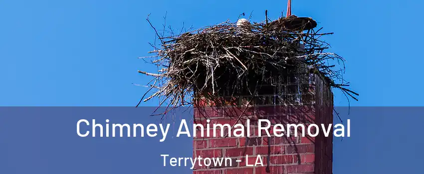  Chimney Animal Removal Terrytown - LA