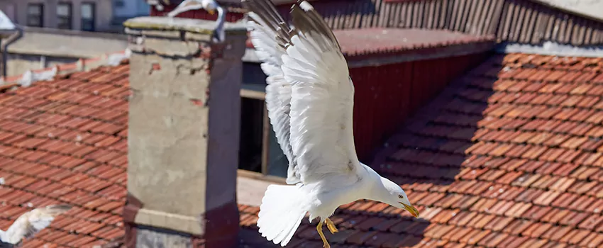 Residential Chimney Animal Removal Solution in Terrytown, LA