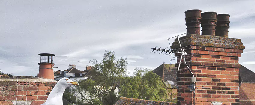 Chimney Cleaning And Restoration in Terrytown, Louisiana